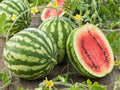Crimson Sweet Watermelon Seeds – 10 Count, Striped Red Flesh, Garden Melon, Citrullus lanatus