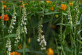 White Sweet Clover Seeds 100 Count - Melilotus alba - Biennial Legume with White Flower Spikes for Meadows and Naturalized Areas
