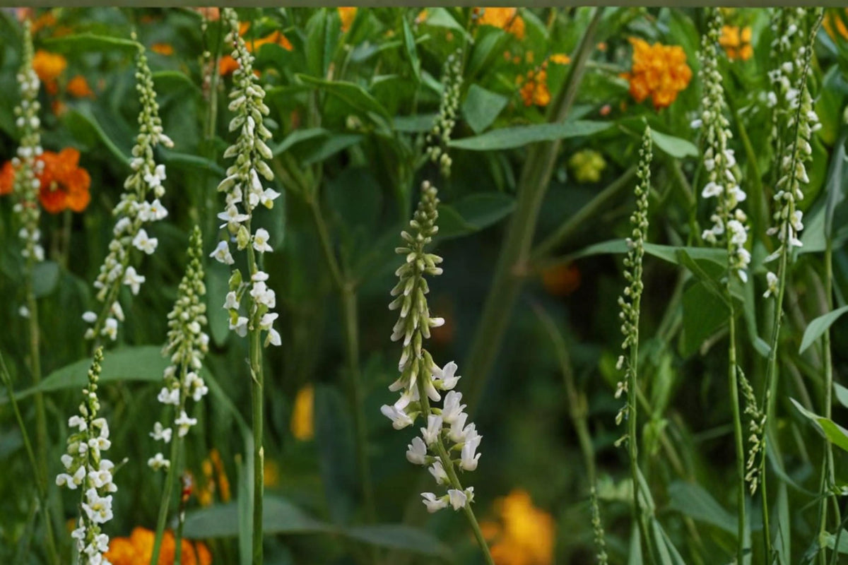 100 Seeds White Sweet Clover Melilotus alba Annual Biennial Flowering Plant