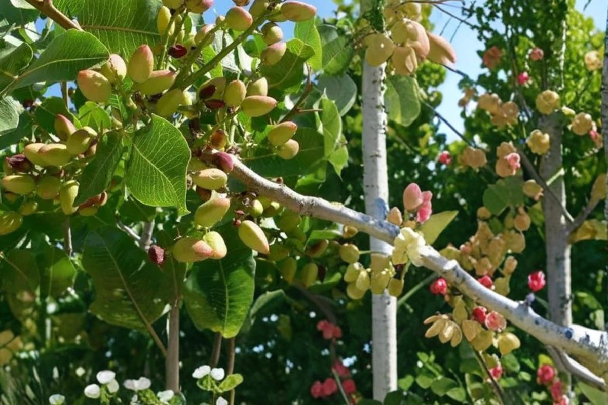 10 Seeds Pistachio Tree Pistacia vera Edible Nut Deciduous Landscape Tree