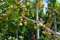 Pistachio Tree Seeds 10 Pack - Edible Nut Variety - Pistacia vera - Drought Tolerant for Warm Climates - Garden Tree Seed