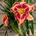 Rainbow Rhythm King of Ages Daylily Bare Root Plant – Yellow Orange Perennial Flowering Hemerocallis