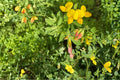 100 Seeds Bird's Foot Trefoil Lotus corniculatus