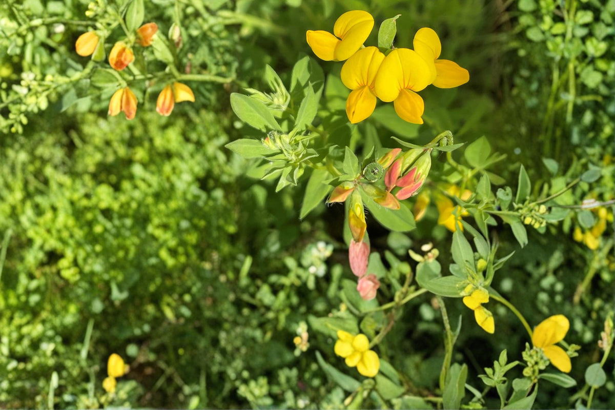 100 Seeds Bird's Foot Trefoil Lotus corniculatus