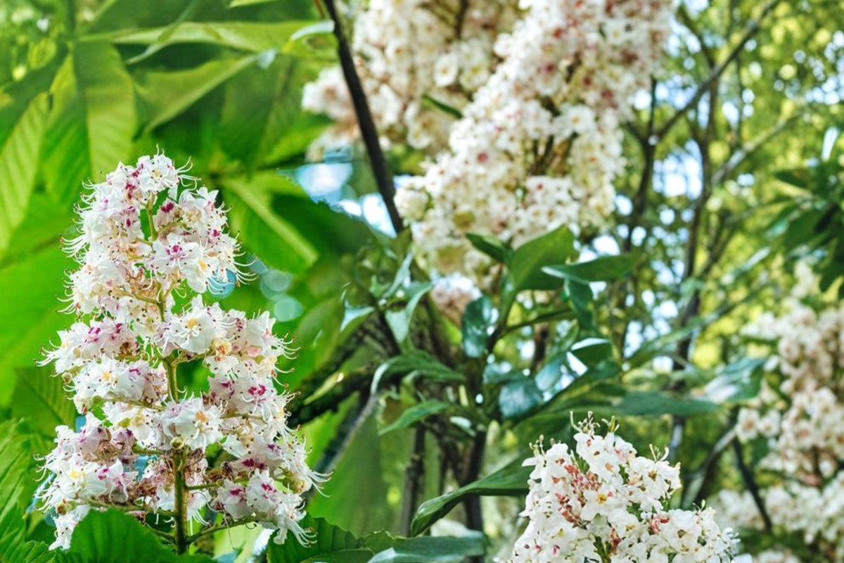2 Seeds Horse Chestnut Aesculus hippocastanum Ornamental Shade Tree