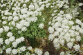 Bishop's Flower Seeds - 100 Count - Ammi majus - Delicate White Lace-like Blooms for Garden Borders & Cutting Gardens