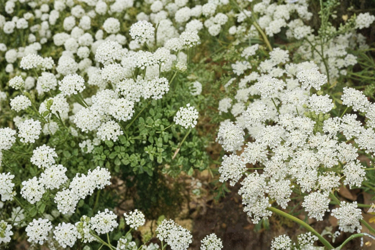 100 Seeds Bishop's Flower Ammi majus Laceflower Queen Anne's Lace Annual Cut Flower