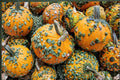 10 Seeds Warty Goblin Pumpkin Cucurbita pepo Heirloom Ornamental