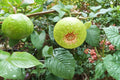 100 Seeds Guava Tree Psidium guajava Tropical Fruit Tree