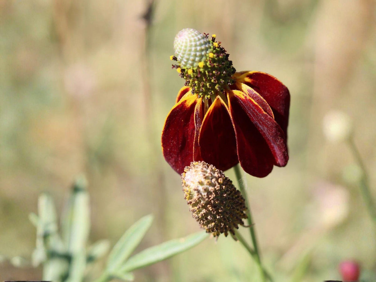 Prairie Coneflower Seeds – Heirloom Non-GMO Native Wildflower for Garden, Meadow, and Natural Landscapes – Ratibida columnifera