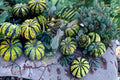 10 Seeds Phantomita Pumpkin Cucurbita pepo Ornamental Squash