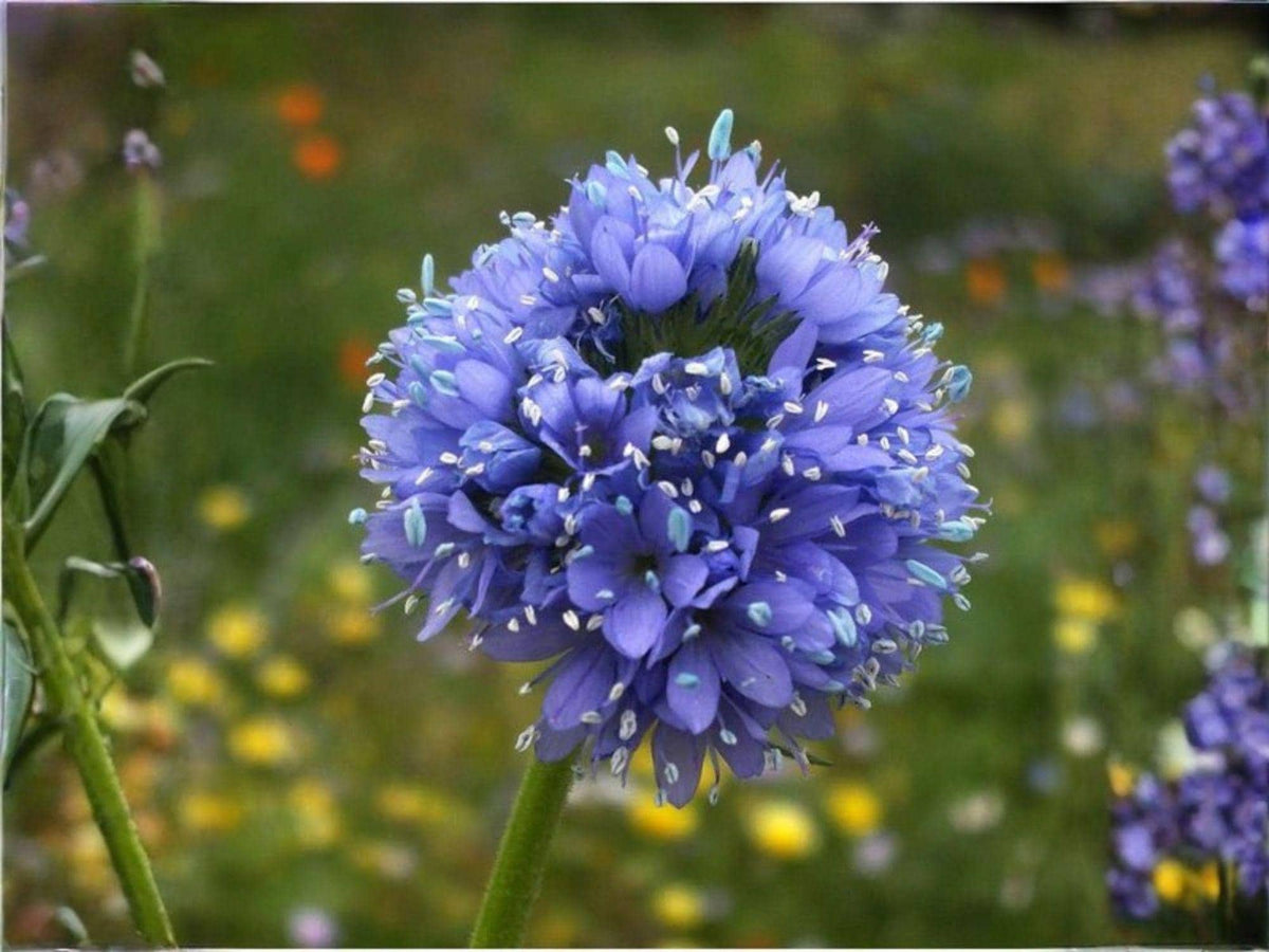 Globe Gilia Seeds – Bluehead Wildflower Heirloom Non-GMO Flower Seeds for Garden Beds & Wildflower Gardens
