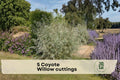 5 Coyote Willow Cuttings Salix exigua Native Shrub for Landscaping, Privacy, Windbreaks