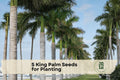 King Palm Seeds, Tropical Palm Tree, Archontophoenix cunninghamiana, Ornamental Landscaping, Indoor & Outdoor Planting, Green Fronds