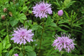 100 Seeds Wild Bergamot Monarda fistulosa Native Perennial Flower