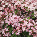 Pink Mountain Laurel Live Plant – Bare Root Shrub, Kalmia latifolia, Pink Flowers, Evergreen, Woodland Garden, 1 Ft+