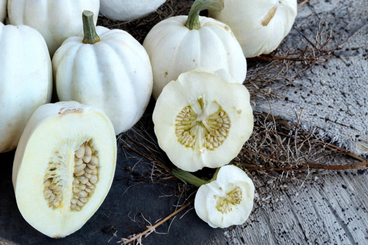 10 Seeds Mashed Potato Squash Cucurbita pepo Winter Squash