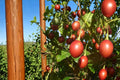 Tree Tomato Seeds - 10 Pack - Solanum betaceum - Edible Fruit Plant for Warm Climates - Tamarillo Shrub Seed
