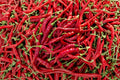 Large Red Cayenne Pepper Seeds, Heirloom Hot Chili Seeds, Long Pods, Thick Wall, High Yield, Spicy Garden Seeds