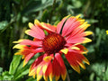 Gaillardia aristata Meriwether Blanketflower Seeds – Heirloom Non-GMO Pollinator Wildflower Pack