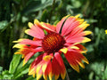 25 Seeds Gaillardia aristata Meriwether Blanketflower Heirloom Garden Pollinator Flower