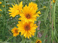Helianthus maximiliani Seeds – Heirloom Non-GMO Maximilian Sunflower for Native Wildflower Garden Planting