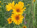 50 Helianthus maximiliani Seeds Maximilian Sunflower Native Wildflower Perennial