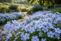 Blue Flame Phlox Seeds – Annual Flower, Pollinator Attractor, Garden Bed Plant, Phlox drummondii