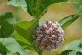 Western Sand Milkweed Seeds (Asclepias arenaria) - Native, Drought Tolerant, Pollinator-Friendly, Xeriscape, Native Restoration
