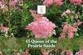 Queen of the Prairie Seeds - Pink Filipendula rubra Wildflower for Meadow Gardens & Pollinator Gardens, 15 Seeds