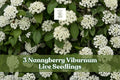 Nannyberry Viburnum Live Seedlings – 3 Pack, Viburnum lentago Shrubs for Landscaping, Hedges & Natural Gardens