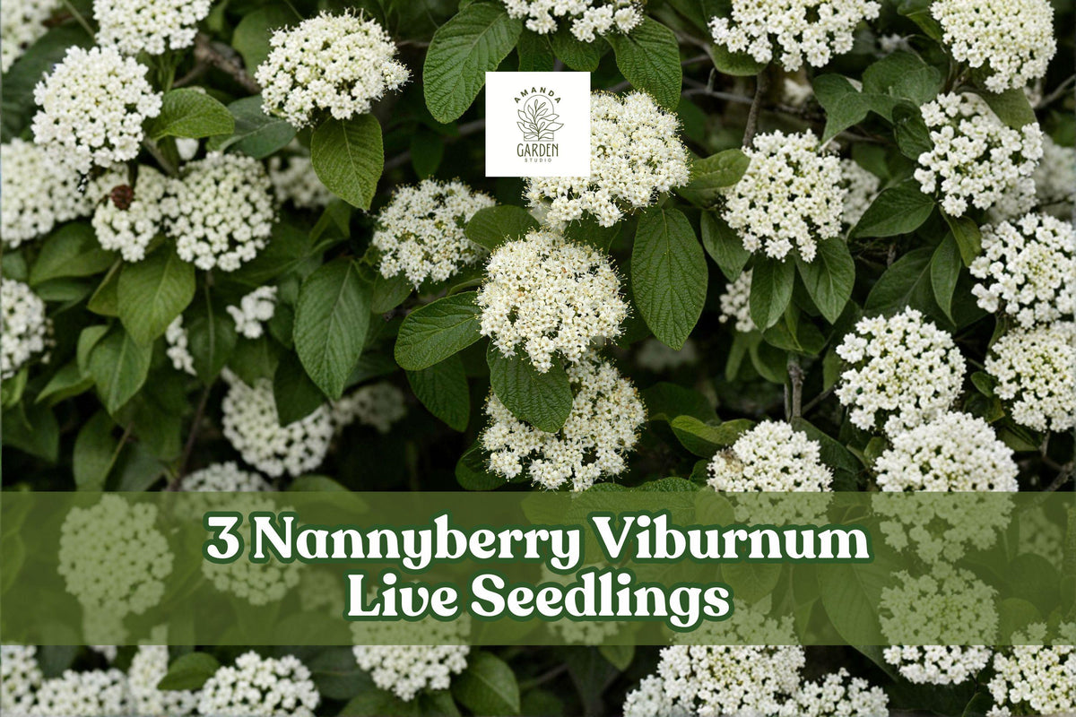 Nannyberry Viburnum Live Seedlings – 3 Pack, Viburnum lentago Shrubs for Landscaping, Hedges & Natural Gardens