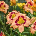Rainbow Rhythm ‘King of Ages’ Daylily Root – Yellow Orange Blooms, Hardy Reblooming Perennial, Hemerocallis