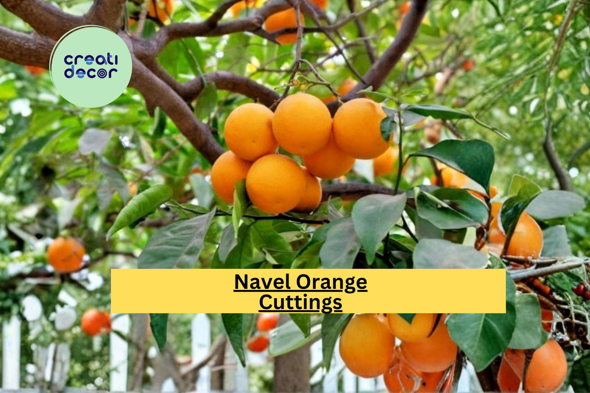 California Navel Orange Scion Cuttings – Grafting Propagation Wood for Citrus Sinensis Fruit Tree