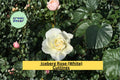 White Iceberg Rose Cuttings – 3 Stem Propagation for Climbing Shrub Roses, Rosa hybrid, White Blooms