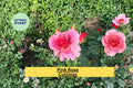 Pink Rose Cuttings for Propagation – Rosa hybrid Flowering Shrub or Climbing Roses, 3 Healthy Stem Cuttings