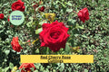 Red Cherry Rose Stem Cuttings for Propagation, Rosa hybrid Flowering Shrub, Red Blooms, Garden Bed or Container Planting