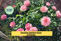 Double Delight Rose Cuttings – Bicolor Fragrant Hybrid Propagation, 3 Stem Flowering Shrub Rosa hybrid