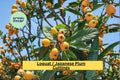 Loquat (Eriobotrya japonica) Fruit Tree Cuttings – Grafting & Rooting Scion Wood for Propagation