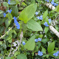 Commelina Diffusa Cuttings | Climbing Dayflower | Blue Flower Vine | Fast Growing Plant | 25+ Fresh Cuttings