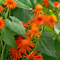 Mexican Flame Vine Cuttings | 10 Fresh Climbing Plant Shoots | Pseudogynoxys chenopodioides | Pollinator-Friendly Garden Plant