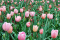 10 Bulbs Pink Passion Tulip Tulipa