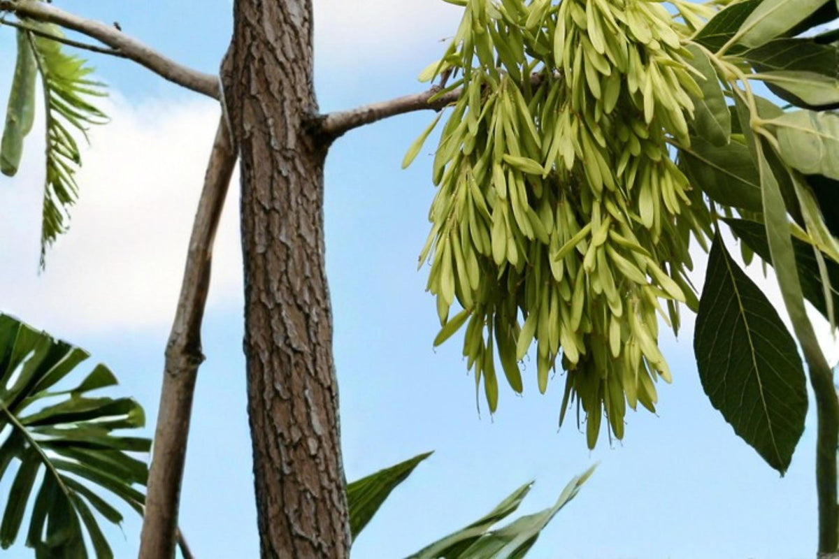 30 Seeds Arizona Ash Tree Fraxinus velutina Shade Tree