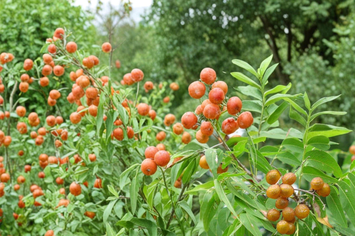 5 Seeds Soapberry Tree Sapindus saponaria Ornamental Shade Tree