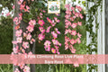 Pink Climbing Rose Bare Root Plant, 1-2 ft, Flowering Garden Vine, Rosa spp.