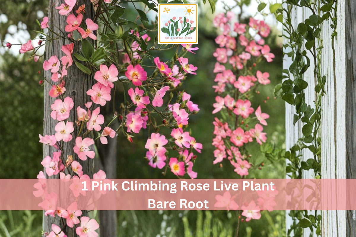 1 Live Plant Pink Climbing Rose Bare Root 1-2 Ft Garden Vine