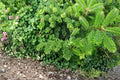 30 Seeds Fraser Fir Tree Abies fraseri Evergreen Conifer Ornamental