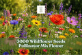 Wildflower Seeds Mix - 3000+ Flower Garden Seeds for Pollinator Attracting, Naturalized Outdoor Planting, Mixed Annuals & Perennials