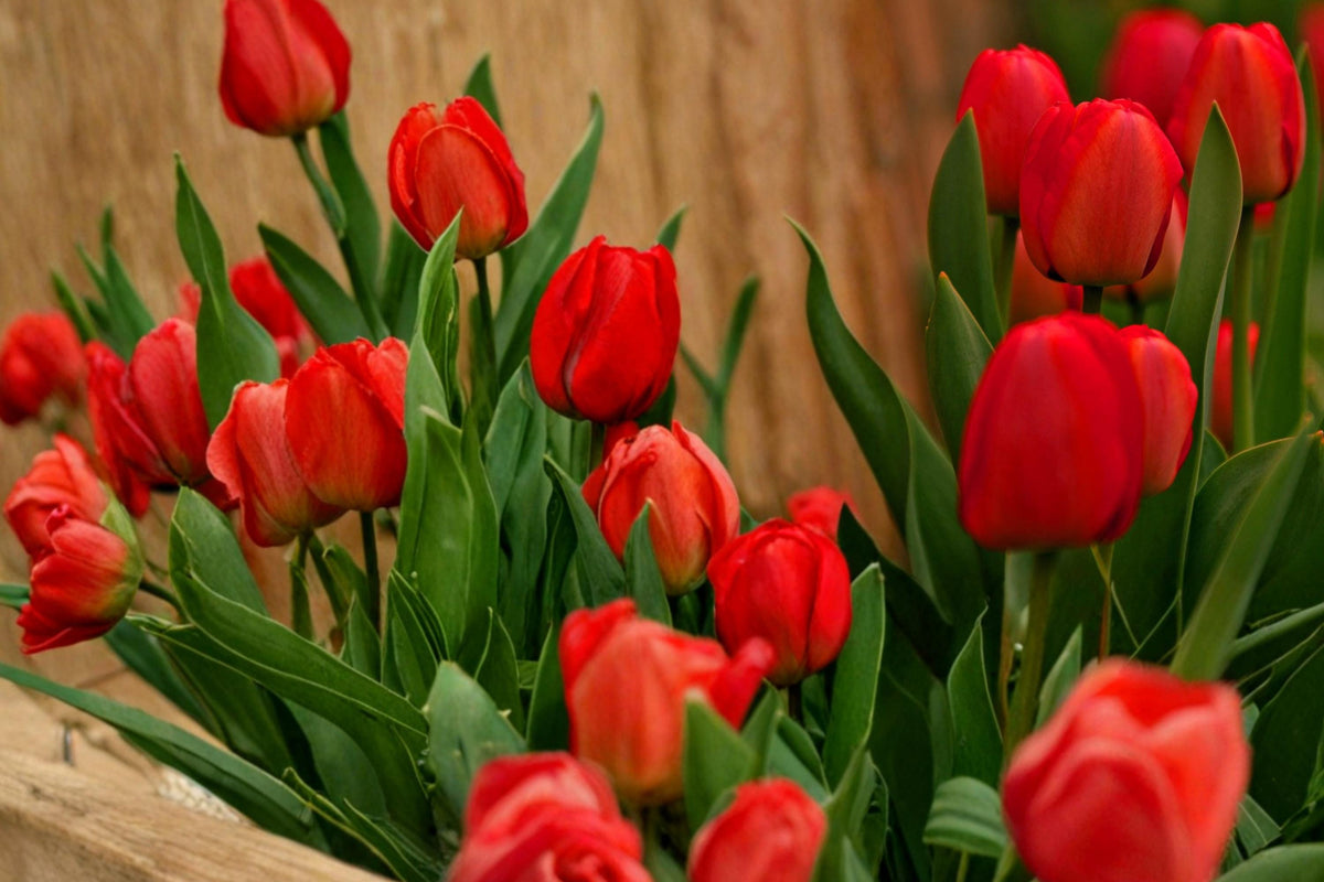 10 Tulip Bulbs Red Tulip Tulipa