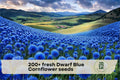 Dwarf Blue Cornflower Seeds, Bachelor Button, Blue, Annual, Pollinator-Friendly, 200+ Seeds, Centaurea cyanus